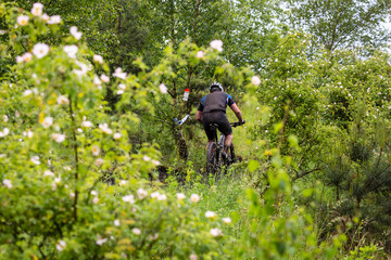 Naklejka premium Mountainbiker following a sign, climbing a single track amidst green bushes, trees and blossom in spring