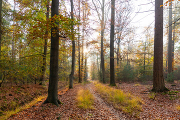 Singletrack path in autumn forest in the sun