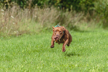 American Pit Bull running in the field