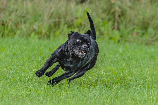 Staffordshire Bull Terrier running in the field
