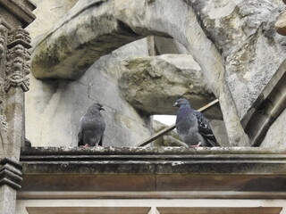 Two pigeons stand on the cornice of an old stone structure