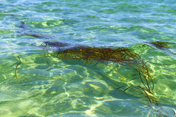 Slowly drifting algae on the surface, plucked by a storm from the bottom of the sea.