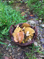 mushroom picking in autumn, road trip cevennes national park south of france