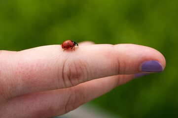 Ladybug on finger, with painted nails.