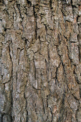 Elm Tree Trunk Texture Close up on park background.