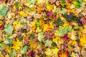  Autumn background maple leaves multicolored