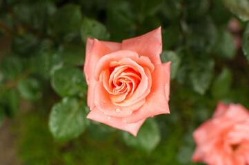 Beautiful pale pink rose in a garden