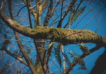 branches against sky