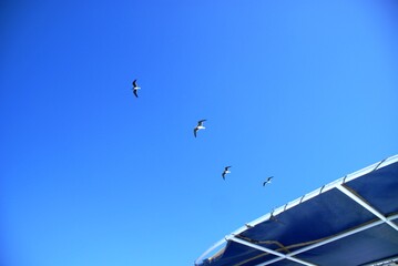 Fototapeta na wymiar seagulls on the sky