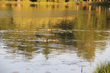 ducks on the lake