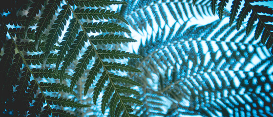 beautyful ferns leaves green foliage natural floral fern background	