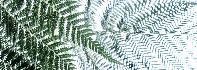 beautyful ferns leaves green foliage natural floral fern background	