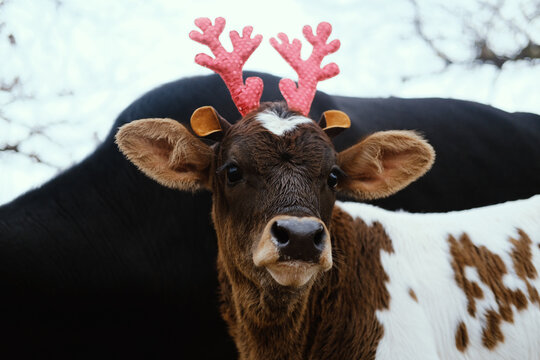 Reindeer antlers on calf close up, Christmas costume baby cow on farm.