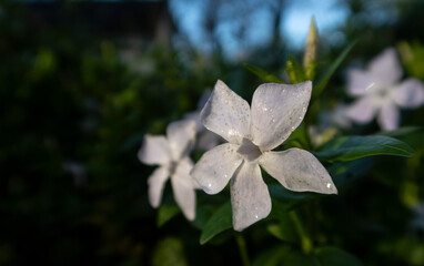 white flower in the garden