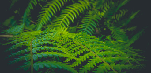 beautyful ferns leaves green foliage natural floral fern background	