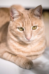 Red cat with green eyes looking at the camera cozy picture