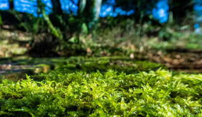 Obraz premium grass in the garden