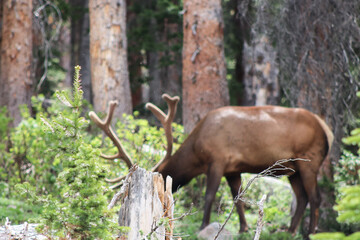 Colorado Rocky mountain Elk in the velvet