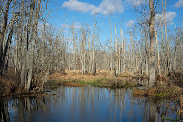 Fototapeta na wymiar swamp woods 