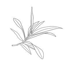 Sprig of mint sketch on white background, Sprig of eucalyptus, Sprig Line Art