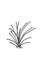 Hand-drawn grassy plant line drawing.