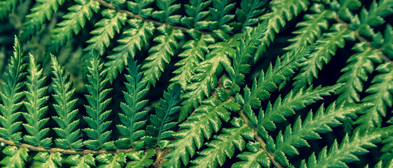 Fototapeta na wymiar beautyful ferns leaves green foliage natural floral fern background 