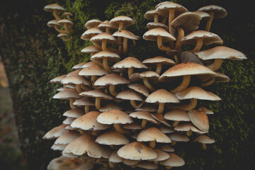 group of mushrooms