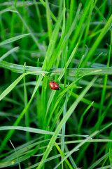 small insect - ladybug crawling on green leaves of grass, close-up photo