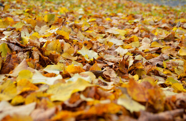 close-up of yellow fallen leaves that lie on the ground in a solid carpet