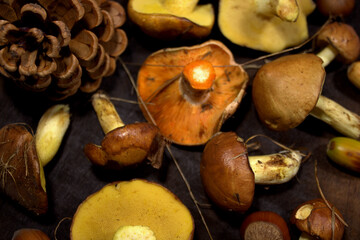 Forest mushrooms on a dark wooden background.Autumn harvest from the forest - Mushrooms, Acorns and Hazelnuts. Organic raw materials for healthy food preparation. Gourmet food. Selective focus.