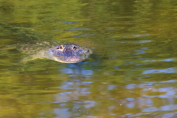 The American alligator - Alligator mississippiensis - swims in the water and has its head above the surface.
