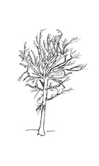 Hand-drawn isolated shrub bush