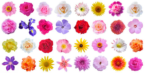 Macro photo of flowers set: rose, 
sunflower, zinnia, cirsium, 
pion, Chrysánthemum, 
cactus...