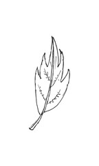 Hand-drawn isolated leaf