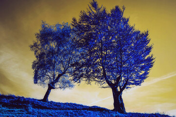 Fototapeta na wymiar two blue trees on yellow sky, infrared filter