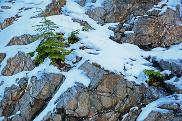 Winter scene of rock cliff with snow and a coniferous tree to form a snowy pattern.