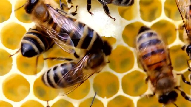 Life and reproduction of bees 
Bees create a wax cocoon of the future bee queen.