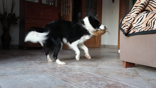 Funny Border Collie Plays with its Toy in Living Room. Crazy Black and White Dog Enjoys Playtime.