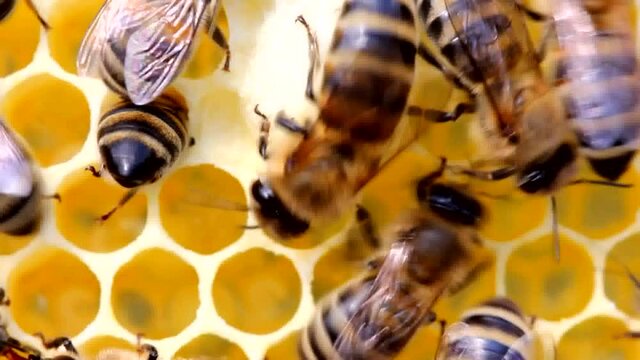 Life and reproduction of bees 
Bees create a wax cocoon of the future bee queen.