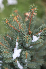 Naklejka na ściany i meble Closeup sprout of blue spruce covered with snow
