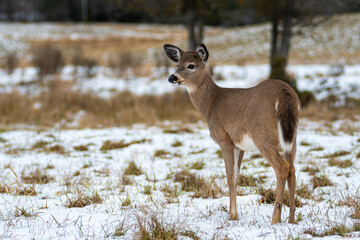 young deer in the field looking away 2