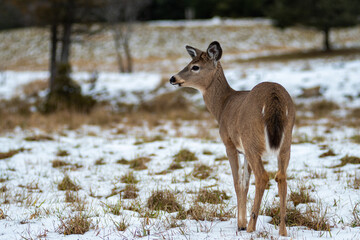 young deer in the field looking away