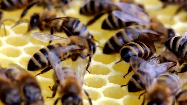 Bees build honeycombs. Work in a team.
Bees build honeycombs and transform nectar into honey
