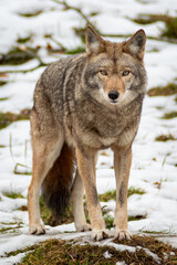 Coyote looking straight at the camera