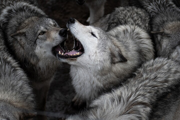 Howling wolves 1