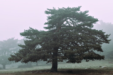 tree in a forest with fog