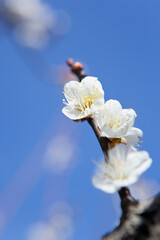 青空を背景に白梅のクローズアップ

