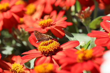 Small butterfly or moth on zinnia flowers.