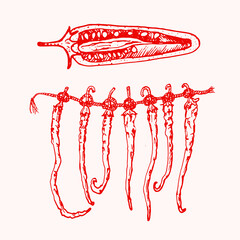 Red hot chili peppers in vintage style. Salad ingredients. Farm vegetable. Vector illustration. Hand drawn engraved retro sketch. Doodle style