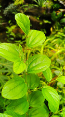 leaves that have thorns on the stem